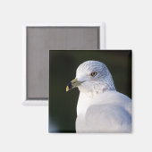 Seagull Magnet (Vorderseite/Rückseite)