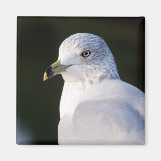 Seagull Magnet (Vorne)