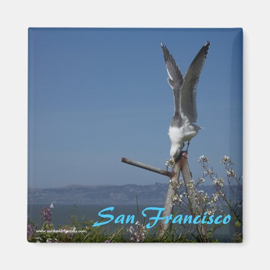 Seagull Magnet (Vorne)