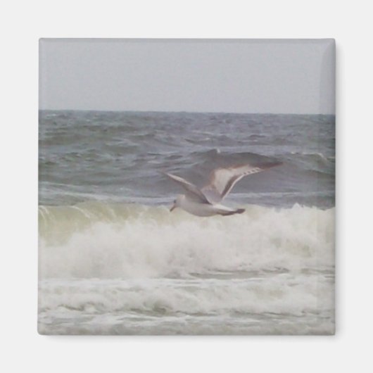 Seagull Magnet (Vorne)