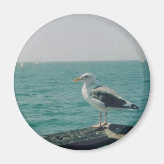 Seagull Magnet (Vorne)