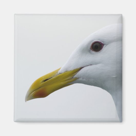 Seagull Magnet 1 (Vorne)