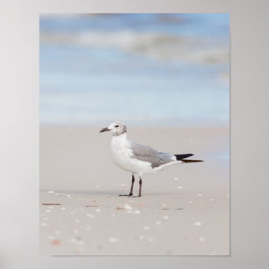 Seagull mit Blauem Meer und Muscheln Poster (Vorne)