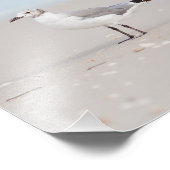 Seagull mit Blue Sea und Seashells Hintergrund Fotodruck (Ecke)