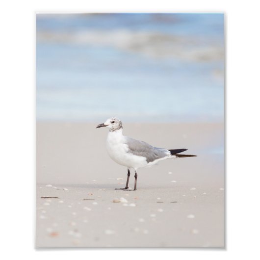 Seagull mit Blue Sea und Seashells Hintergrund Fotodruck (Vorne)