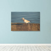 Seagull mit Dragonfly | Tropisches Foto Leinwanddruck (Insitu (Holzboden))