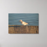 Seagull mit Dragonfly | Tropisches Foto