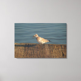 Seagull mit Dragonfly | Tropisches Foto Leinwanddruck