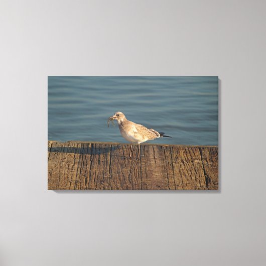 Seagull mit Dragonfly | Tropisches Foto Leinwanddruck (Vorderseite)