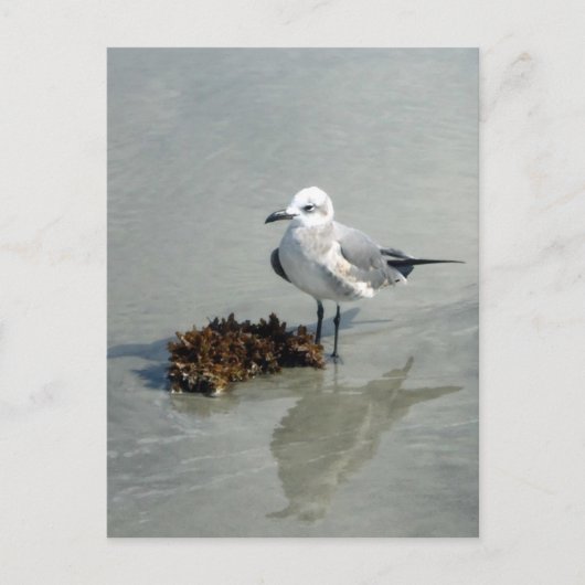 Seagull mit Seetang Postkarte (Vorderseite)