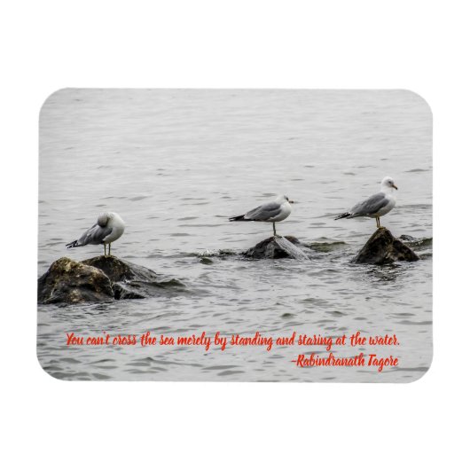 Seagull Motivierend Magnet (Horizontal)