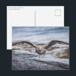 Seagull Nature Foto Postkarte<br><div class="desc">Nature Foto eines jungen Heringshügels in Nordnorwegen,  Skandinavien. Foto © Sebastian Wurm.</div>