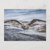 Seagull Nature Foto Postkarte (Vorderseite)