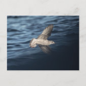 Seagull Nature Foto Postkarte (Vorderseite)