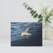 Seagull Nature Foto Postkarte (Stehend Vorderseite)