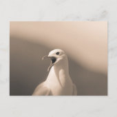 Seagull Nature Foto Postkarte (Vorderseite)