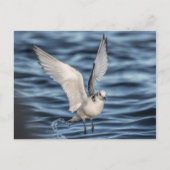 Seagull Nature Foto Postkarte (Vorderseite)