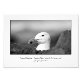Seagull Nesting Fotodruck