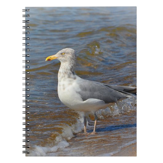 Seagull-Notebook Notizblock (Vorderseite)