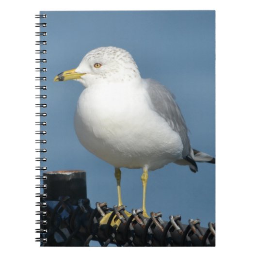 Seagull-Notebook Notizblock (Vorderseite)