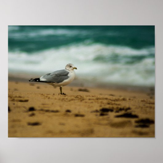 Seagull on Beach, Florida Poster (Vorne)