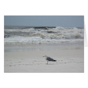 Seagull on the Beach
