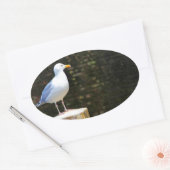 Seagull Ovaler Aufkleber (Umschlag)