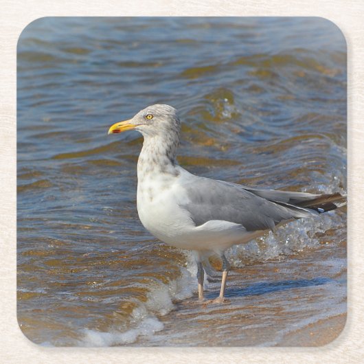 Seagull Party Untersetzer (Vorderseite)