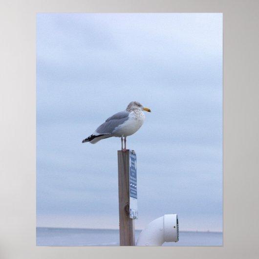 Seagull Photo Poster  (Vorne)