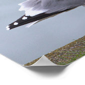 Seagull Photo Poster (Ecke)