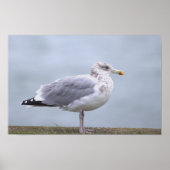 Seagull Photo Poster (Vorne)