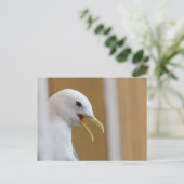Seagull Portrait Foto Postkarte (Stehend Vorderseite)