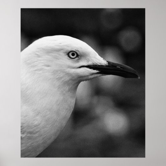 Seagull-Portrait Poster (Vorne)