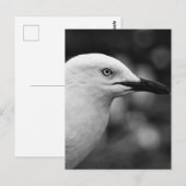 Seagull-Portrait Postkarte (Vorne/Hinten)