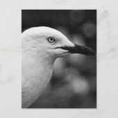 Seagull-Portrait Postkarte (Vorderseite)