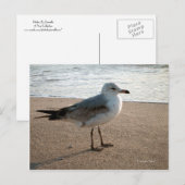 Seagull Postcard Postkarte (Vorne/Hinten)