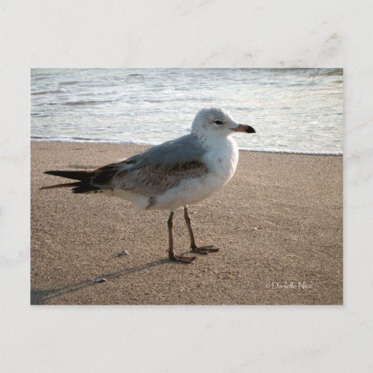 Seagull Postcard Postkarte (Vorderseite)