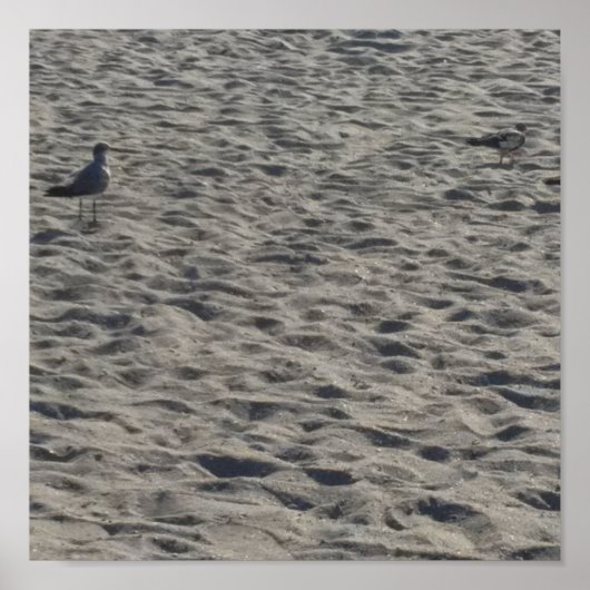 Seagull Poster (Vorne)