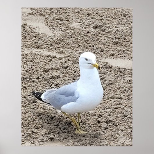 Seagull Poster (Vorne)