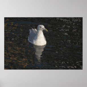 Seagull Poster