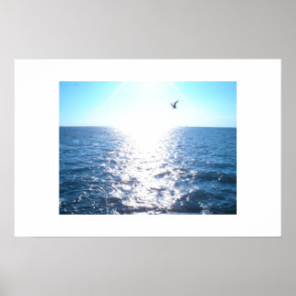 Seagull Poster