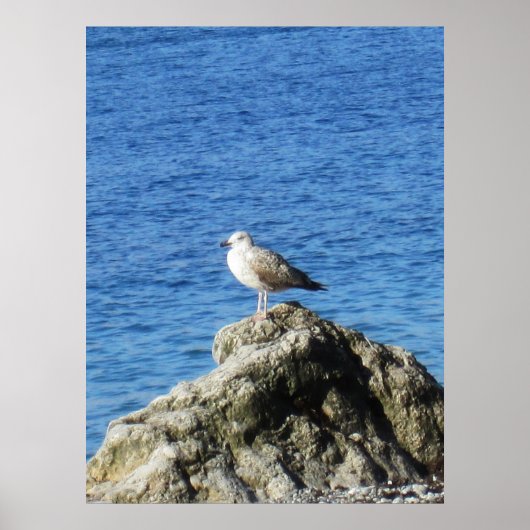 Seagull Poster (Vorne)