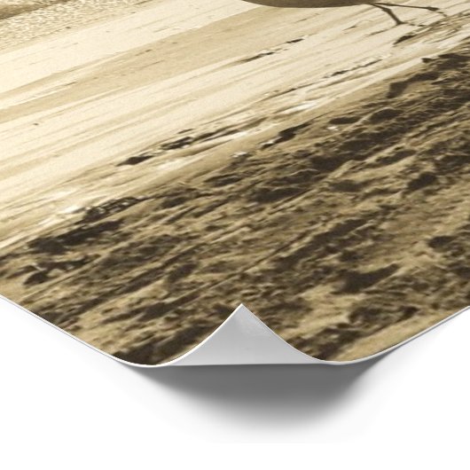 Seagull Poster (Ecke)