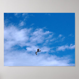 Seagull Poster