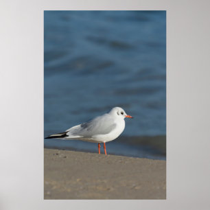 Seagull Poster
