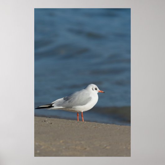 Seagull Poster (Vorne)