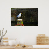 Seagull Poster (Küche)