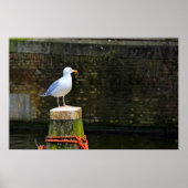Seagull Poster (Vorne)