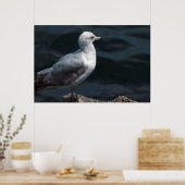 Seagull Poster (Küche)