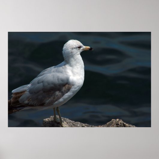 Seagull Poster (Vorne)